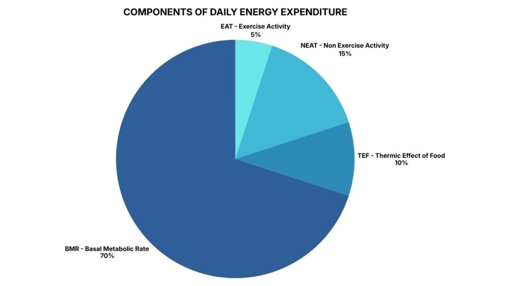 Pie chart showing daily calorie burn from BMR, NEAT, and exercise
